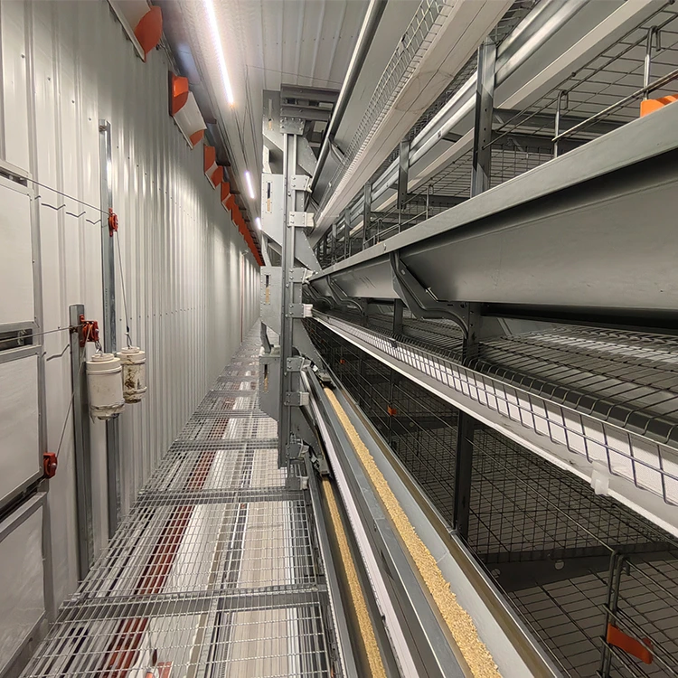 Automatic Layer Poultry Farm (2)