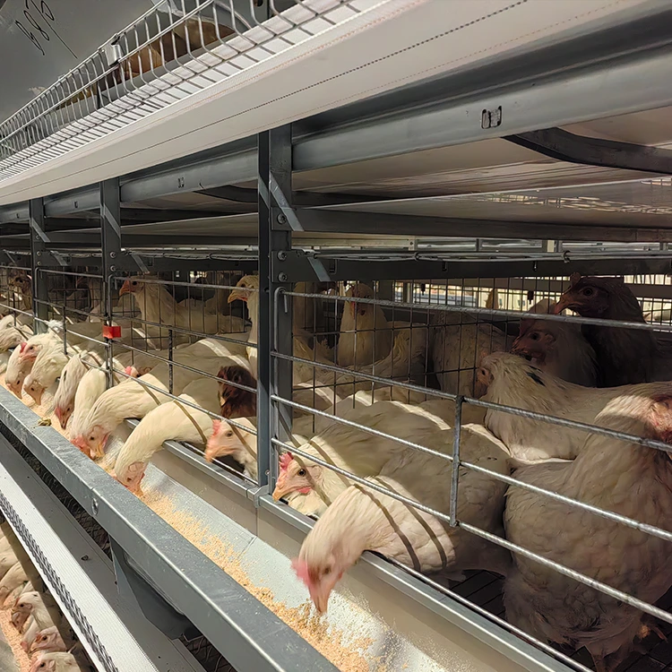 Automatic Layer Poultry Farm (3)