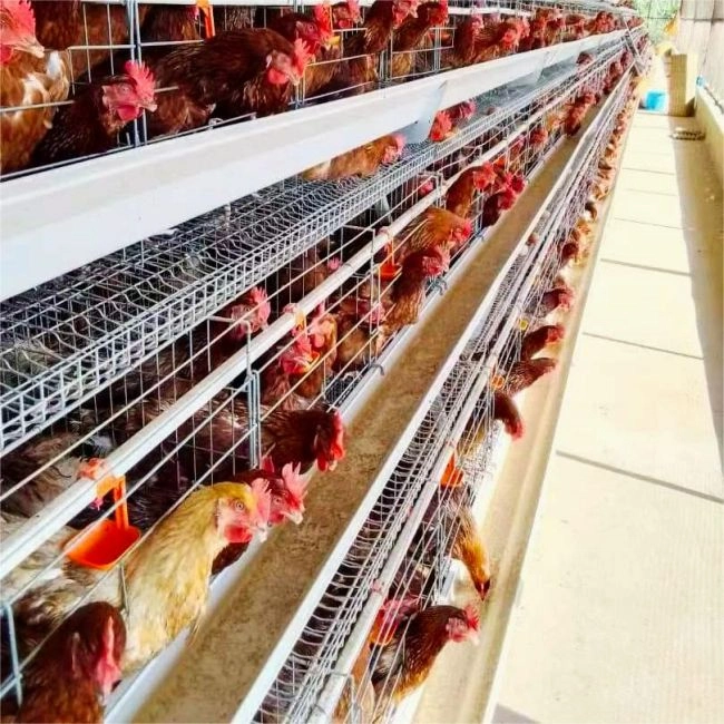 How Egg Layer Cages Enhance Poultry Farming Efficiency